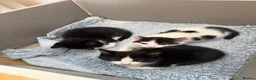 British Shorthair cats for sale: Adorable Black & White Kittens - Advert 6