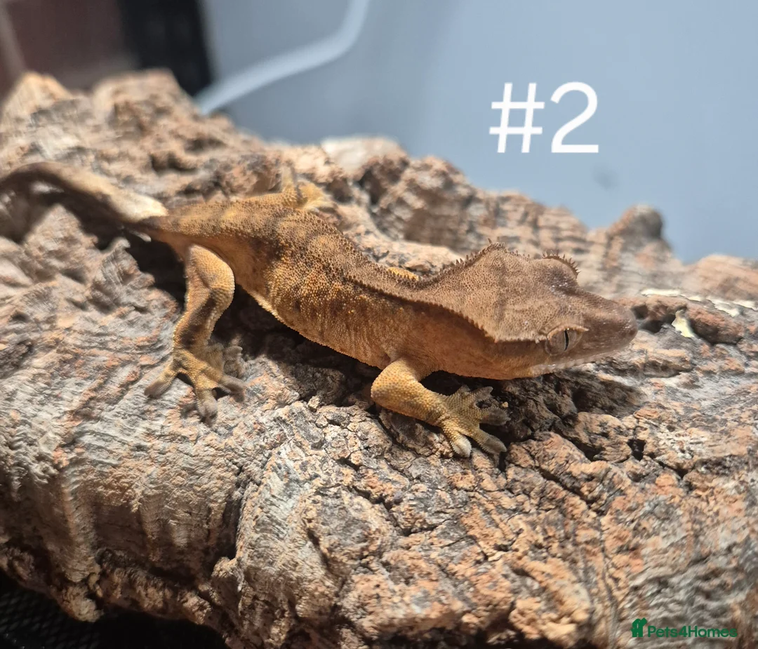 Gecko reptiles for sale: Crested geckos - Advert 2