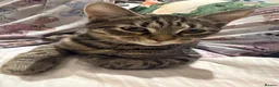Mixed Breed cats for sale: Tabby boy in Leeds - Advert 3