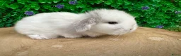 Mini Lop rabbits for sale: Stunning purebred mini lops - Advert 10