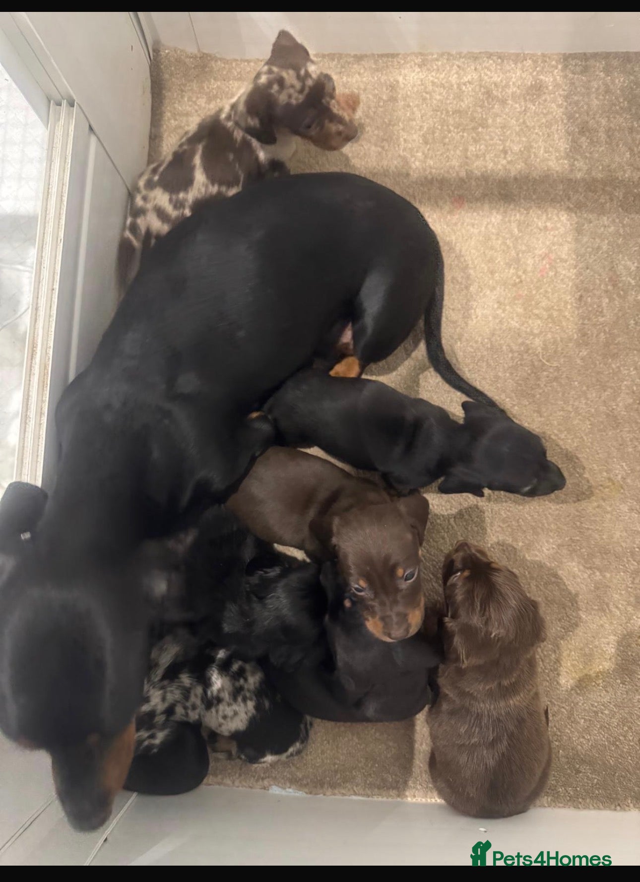 Miniature Dachshund dogs 8 Adorable miniature dachshund puppies - Advert 6