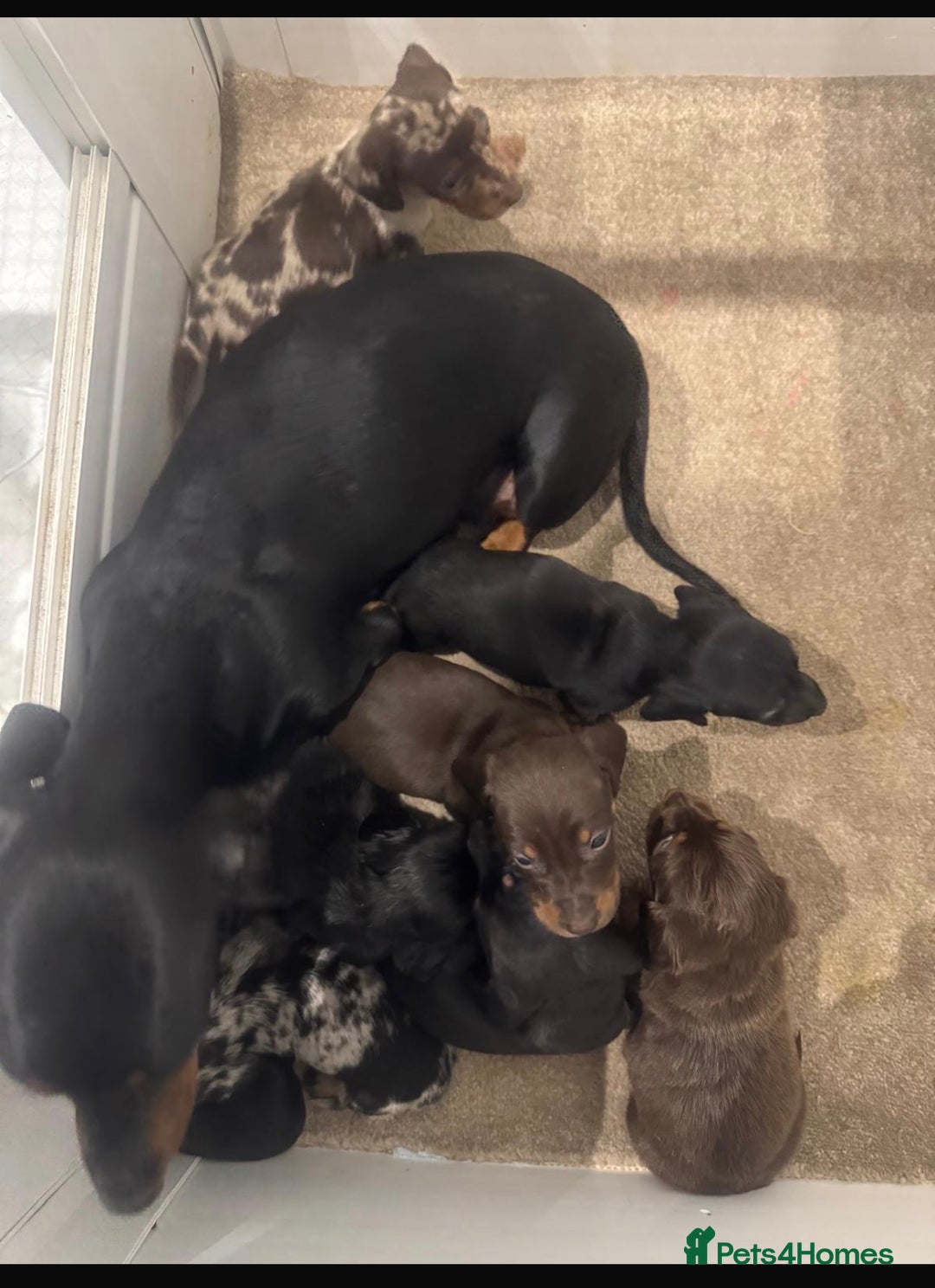 Miniature Dachshund dogs for sale: 8 Adorable miniature dachshund puppies - Advert 9