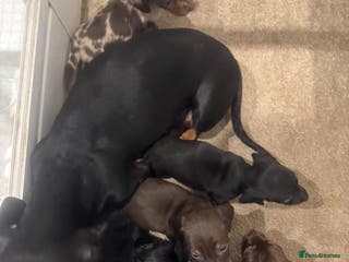 Miniature Dachshund dogs 8 Adorable miniature dachshund puppies - Advert 5