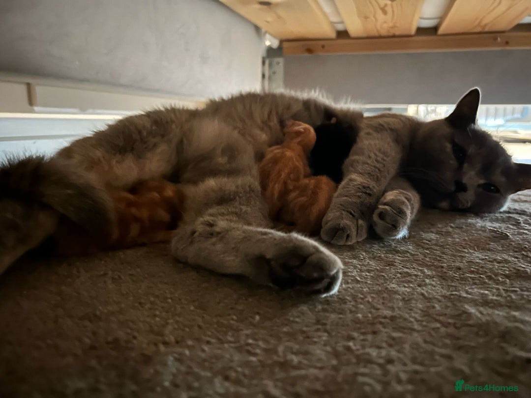 Mixed Breed cats for sale: 5 Beautiful Kittens - Image 4