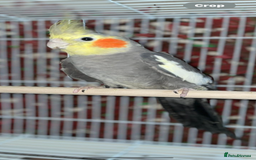 Cockatiels birds for sale: Semi Tame Cockatiels - Image 4