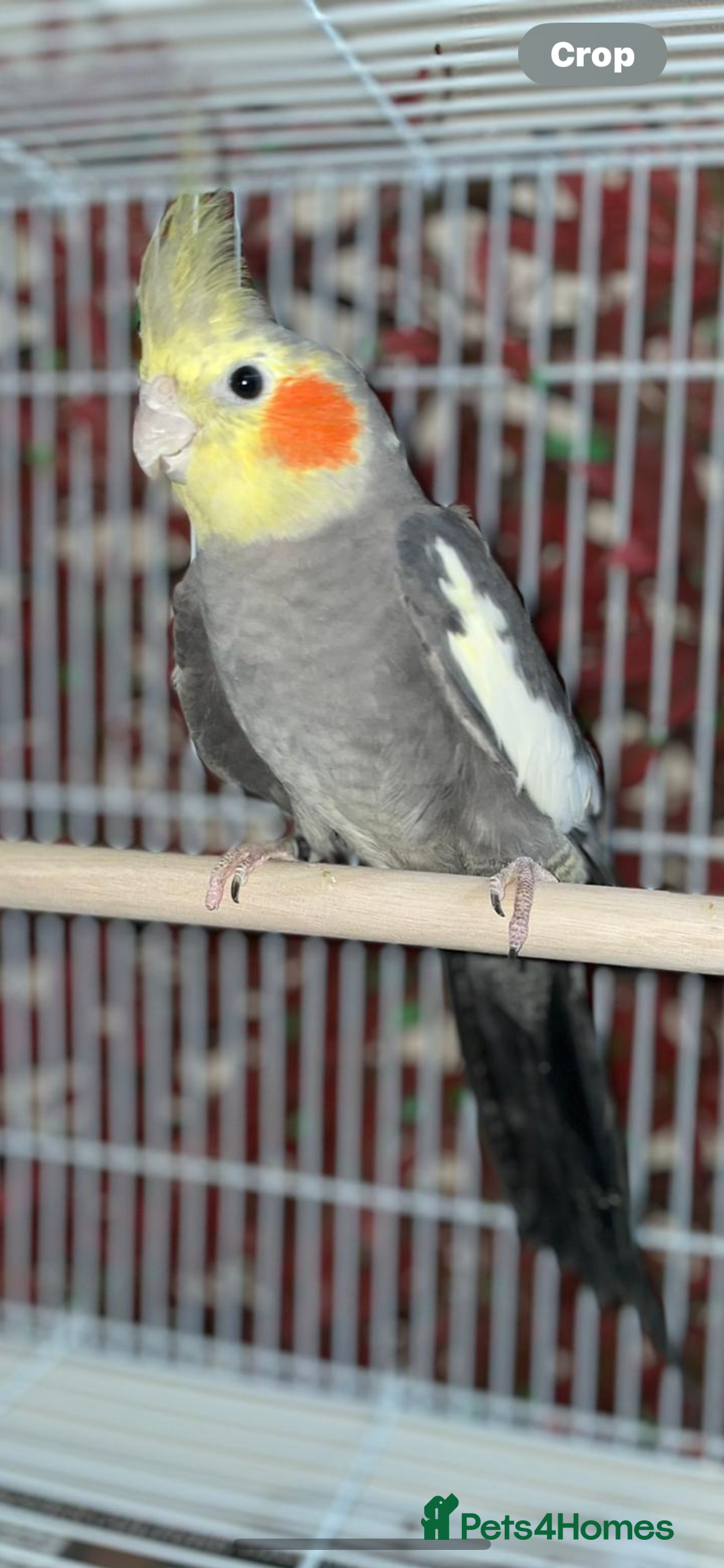 Cockatiels birds for sale: Semi Tame Cockatiels - Image 4