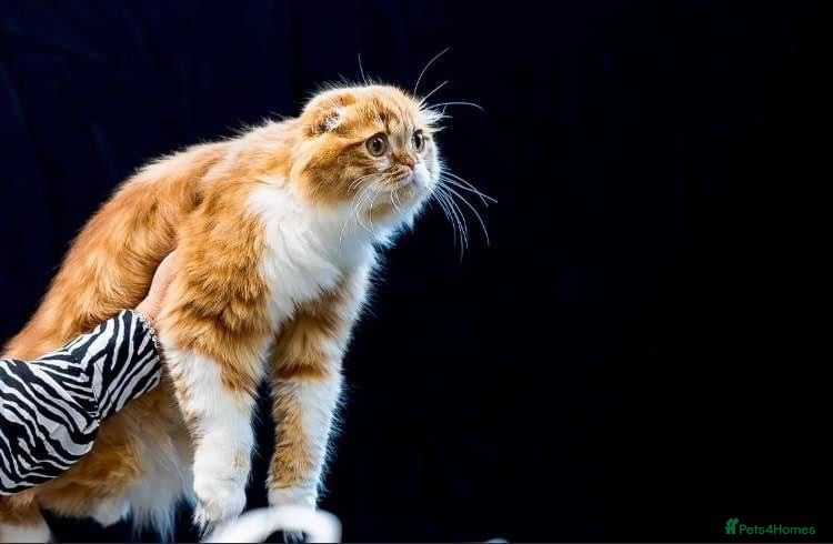 Scottish Fold cats RoyalOwl Yoshi: Scottish Fold Longhair Stud  in Banbury - Advert 7