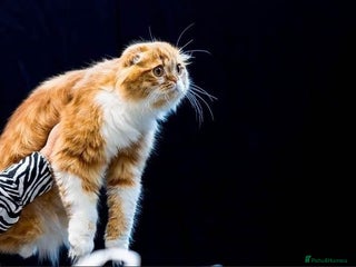 Scottish Fold cats in Banbury - Advert 14