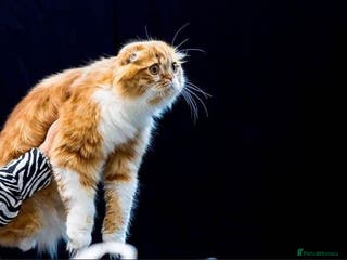 Scottish Fold cats RoyalOwl Yoshi: Scottish Fold Longhair Stud in Banbury - Advert 4