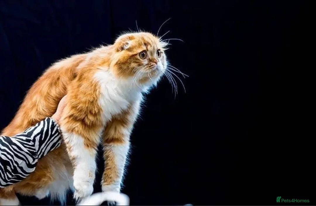 Scottish Fold cats for stud: RoyalOwl Yoshi: Scottish Fold Longhair Stud  in Banbury - Advert 1