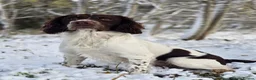 English Springer Spaniel dogs for stud: English springer spaniel at stud - Advert 5