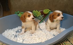 Cavalier King Charles Spaniel dogs for sale: Gorgeous litter of Cavalier King Charles Spaniels - Image 4