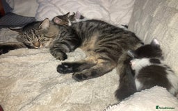 Mixed Breed cats for sale: Sweet Kittens  - Image 21