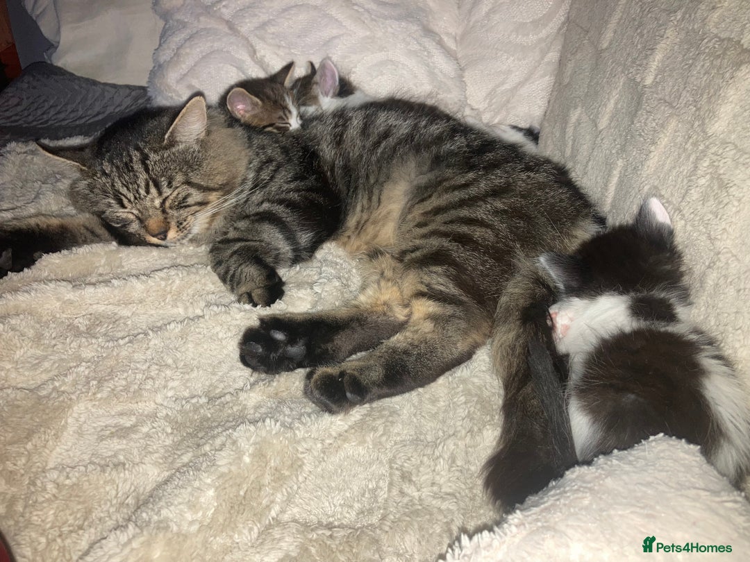Mixed Breed cats for sale: Sweet Kittens  - Image 21