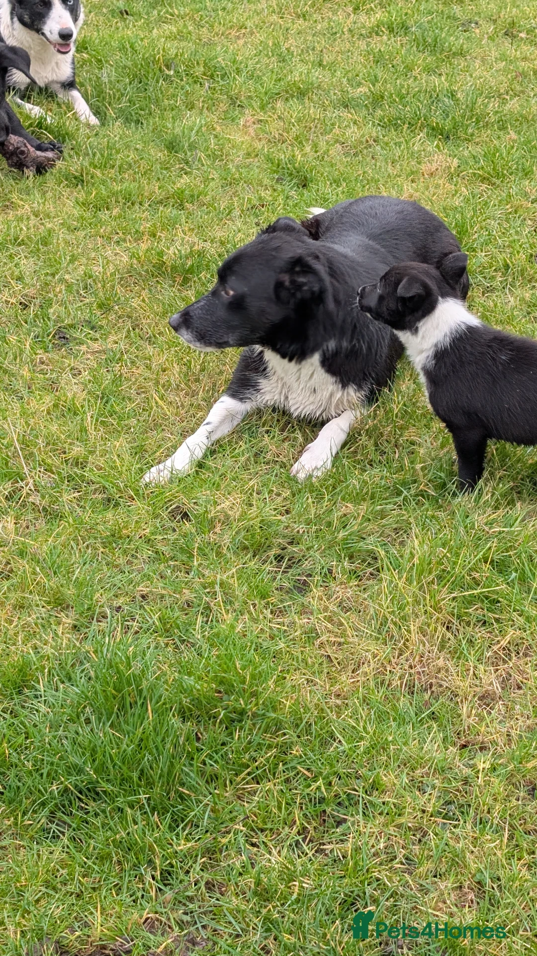 Border Collie dogs for sale: Traditional farm bred collies - Advert 7