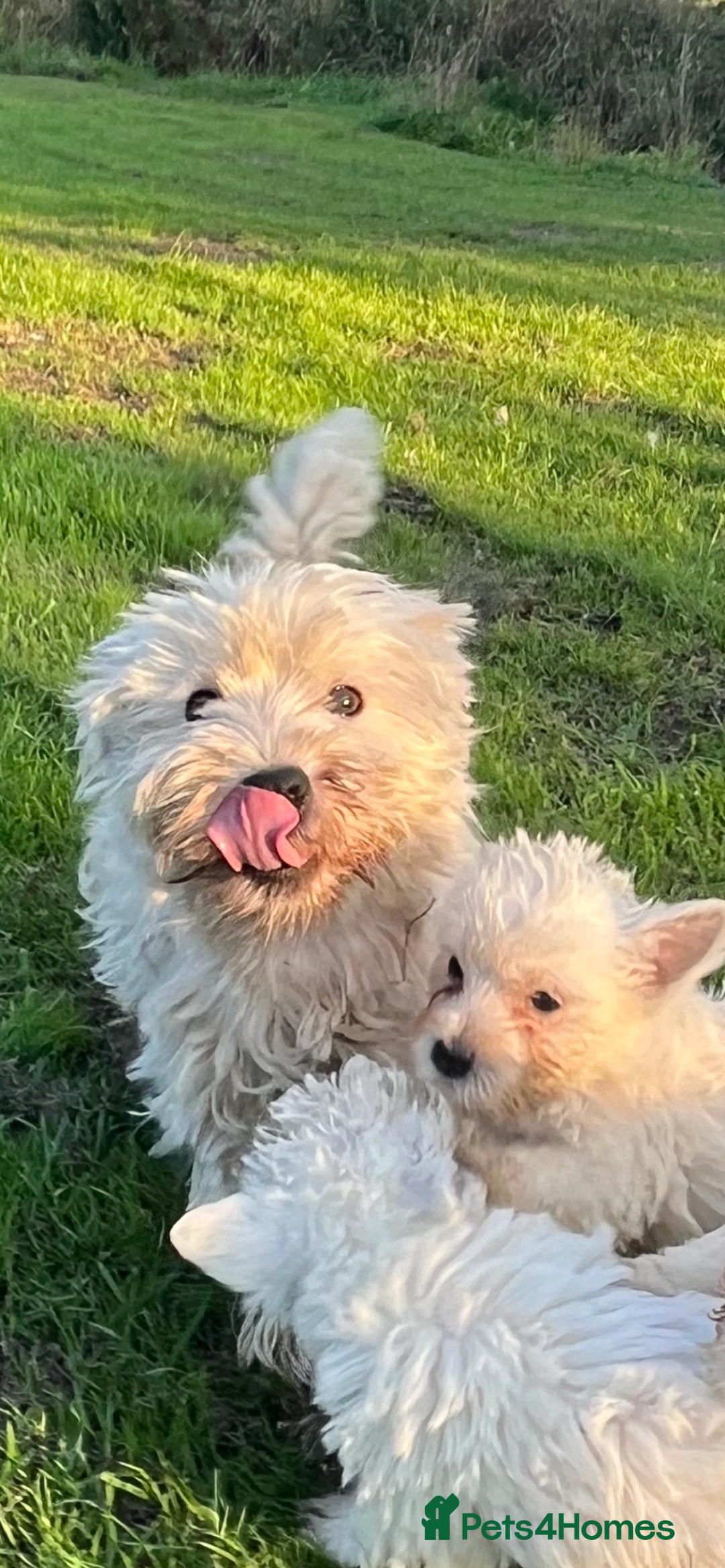 West Highland Terrier dogs for sale: Pedigree Westie puppies  - Advert 1