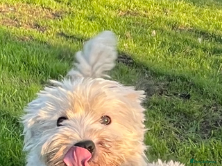 West Highland Terrier dogs Pedigree Westie puppies - Advert 3