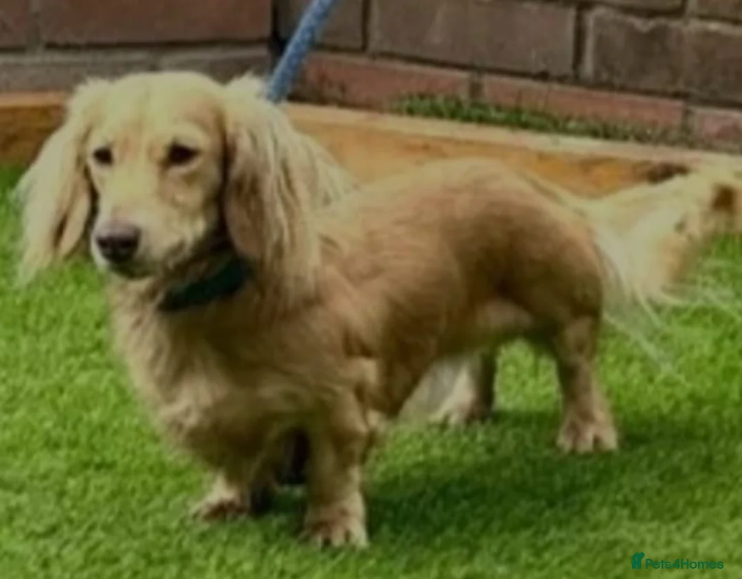 Miniature Dachshund dogs for sale: Long haired cream Puppies  - Advert 11