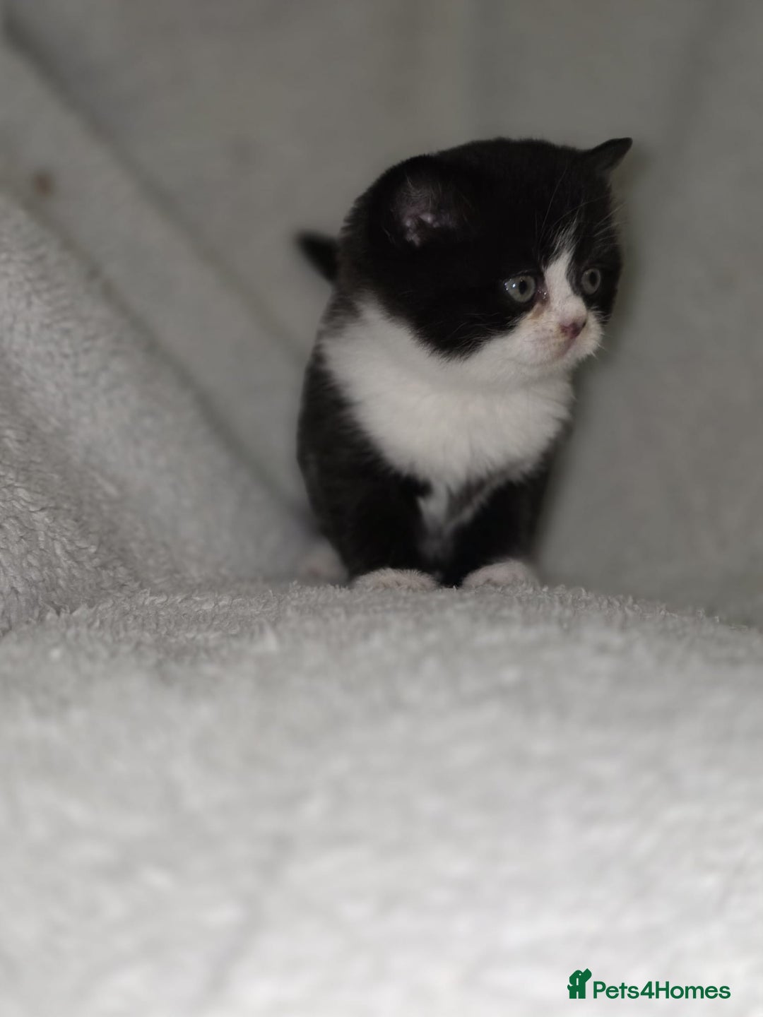 British Shorthair cats for sale: Beautiful British shorthair kittens - Image 8