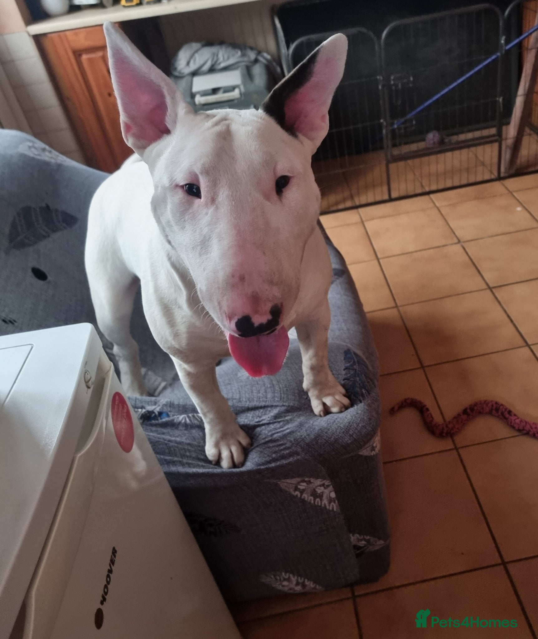 Bull Terrier dogs Bullterrier puppy  - Advert 5