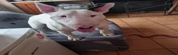 Bull Terrier dogs for sale: Bullterrier puppy  - Advert 1