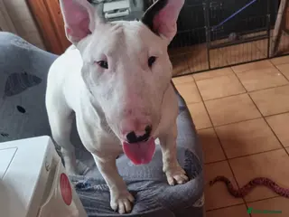 Bull Terrier dogs Bullterrier puppy - Advert 5