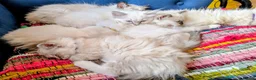 Ragdoll cats for sale: Ready for New Homes. Tortie and tabby ragdolls - Advert 11
