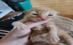 Mixed Breed cats for sale: 4 mixed breed kittens  - Image 2