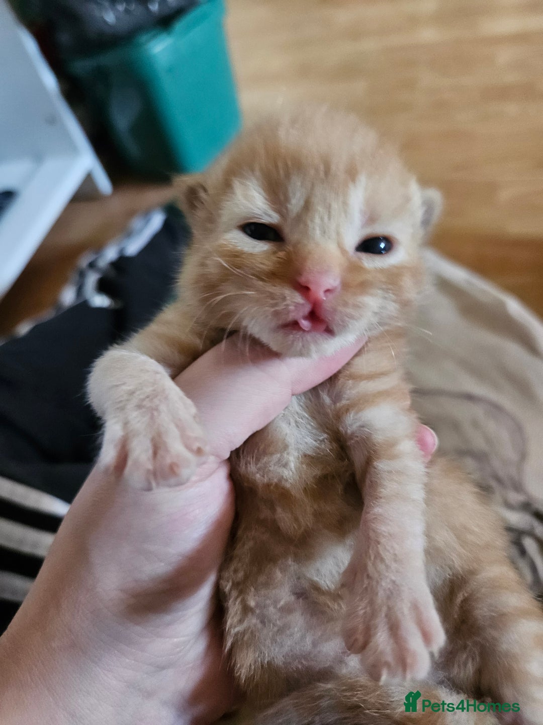 Mixed Breed cats for sale: 4 mixed breed kittens  - Image 2