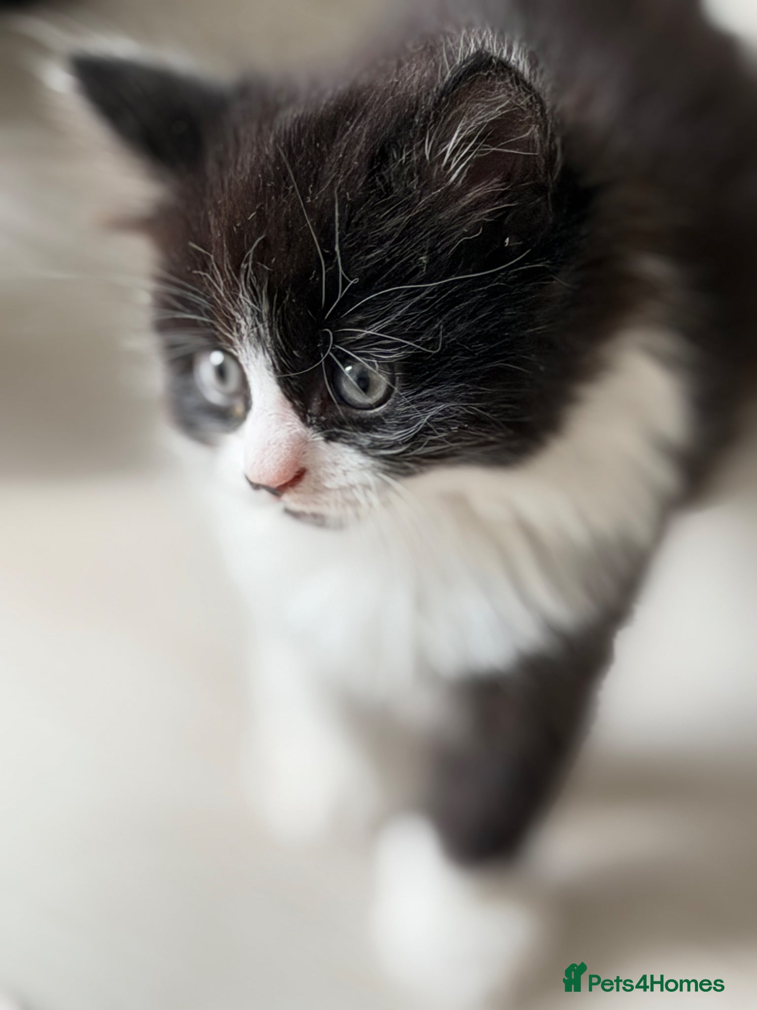 British Shorthair cats Stunning British Tabby Kittens – Ready April 4th - Advert 1