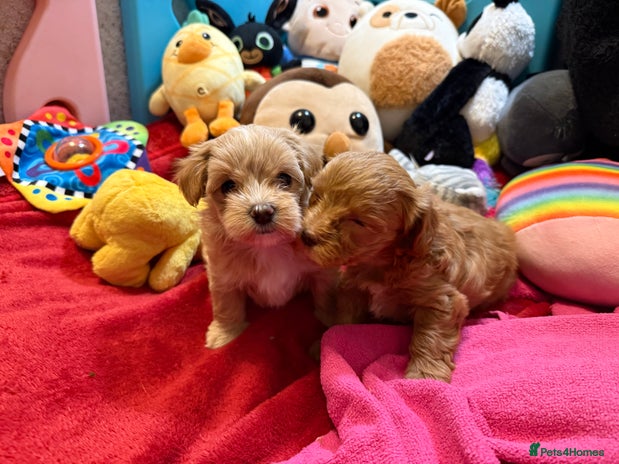 Maltipoo dogs Adorable F1B Maltipoos Available! - Advert 2