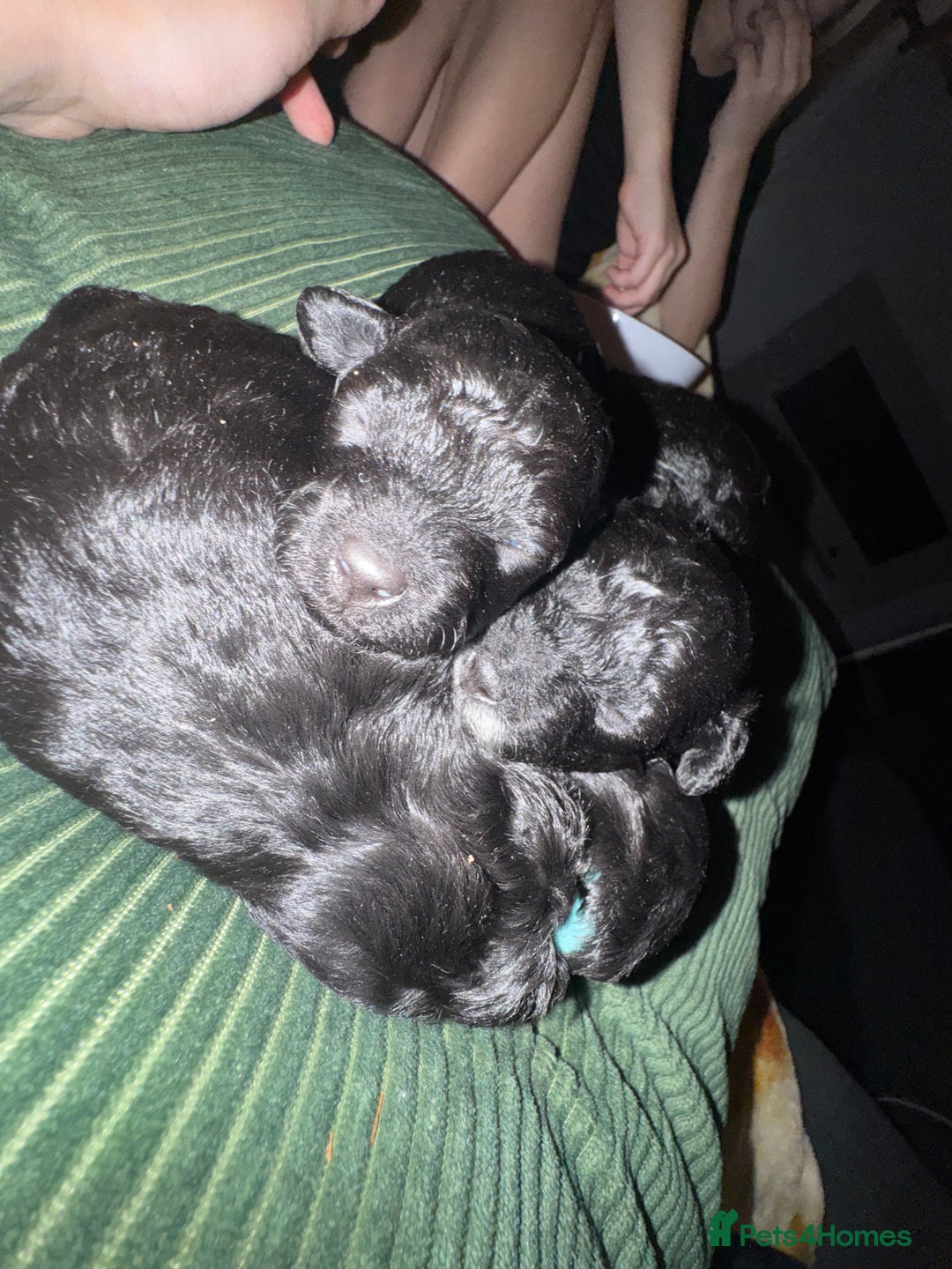 Toy Poodle dogs for sale: Beautiful Toy Poodle Puppies - Ready to reserve - Advert 15