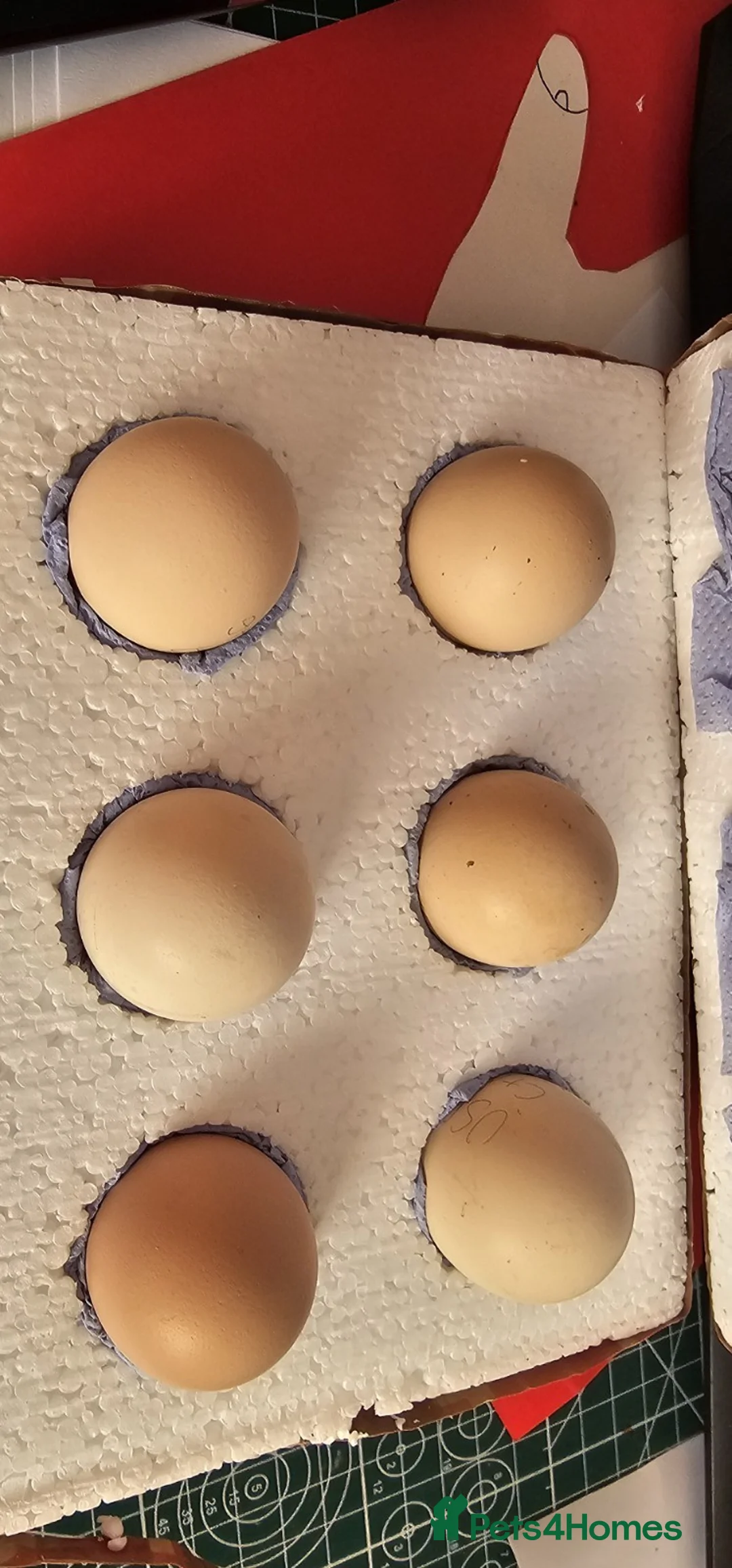 Chickens poultry for sale:  silkie chick's, polish chick's Available  - Advert 23