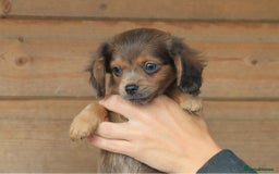 Mixed Breed dogs for sale: Chiweenie Puppies For Sale  - Image 12