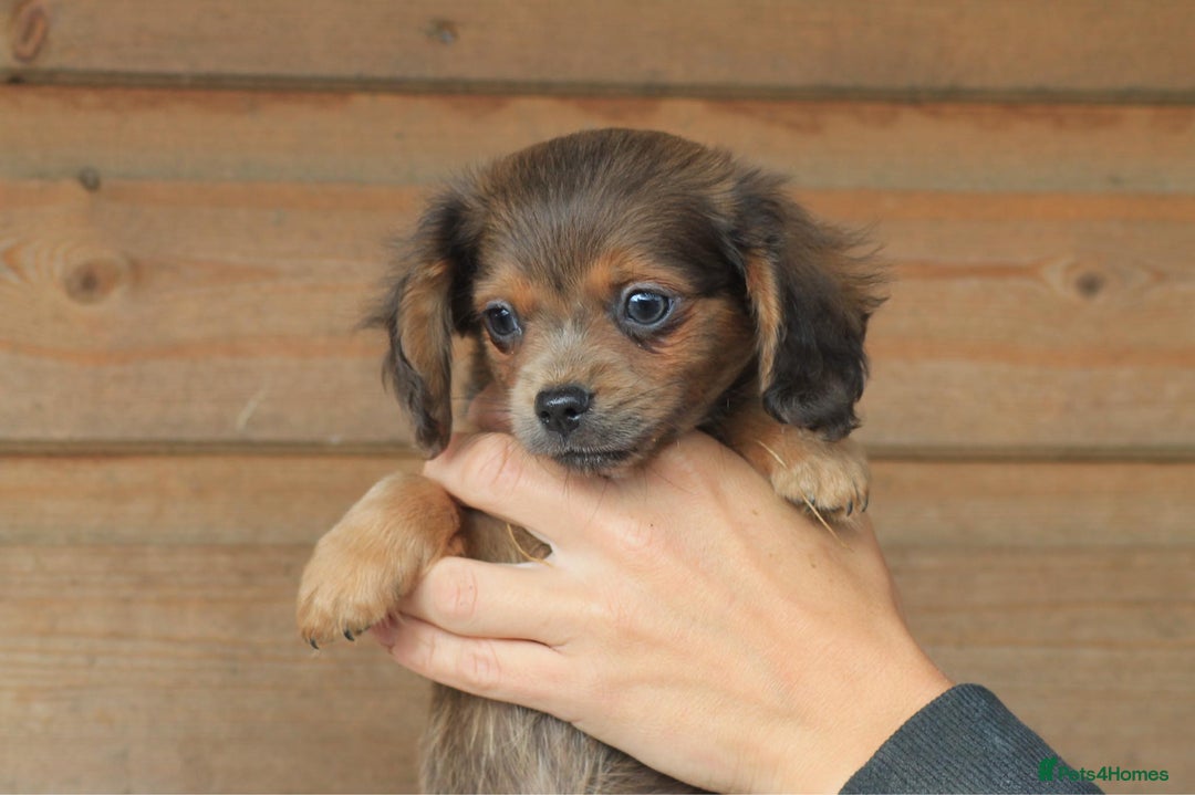 Mixed Breed dogs for sale: Chiweenie Puppies For Sale  - Image 12
