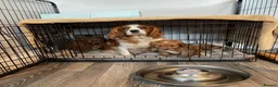 Cavapoo dogs for sale: ADORABLE CAVAPOO PUPPIES  - Advert 10