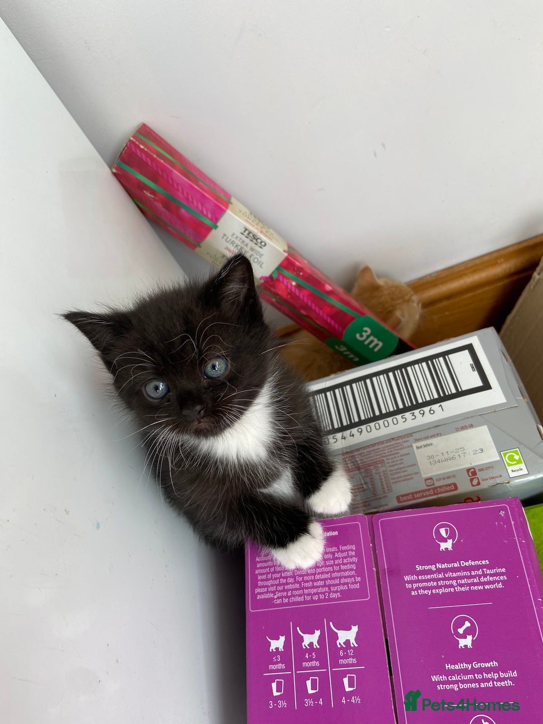 Persian cats for sale: Persian x - Image 9