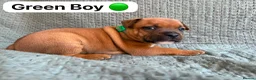 Staffordshire Bull Terrier dogs for sale: Stunning Red Staffordshire Bull Terrier Puppies - Advert 8