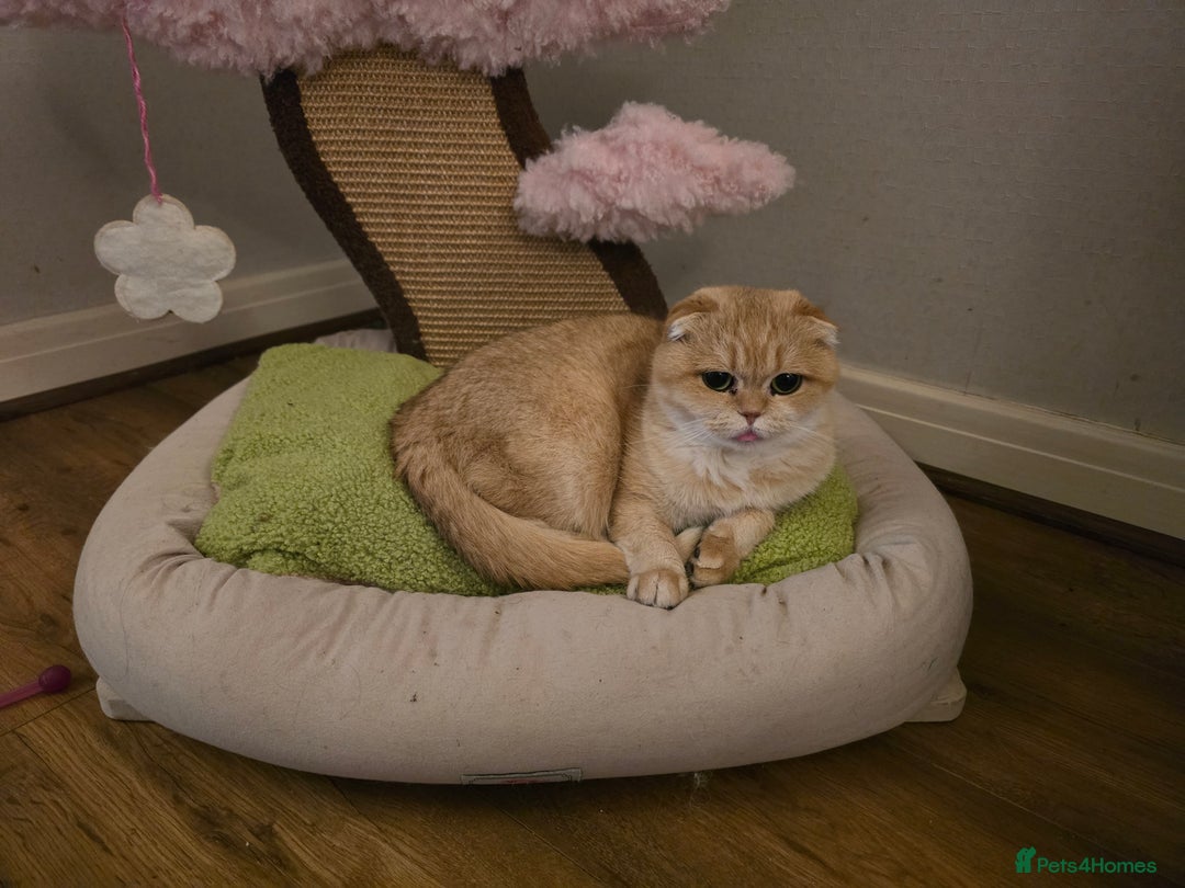 Scottish Fold cats for sale: Scottish fold 3 year old female  - Image 2