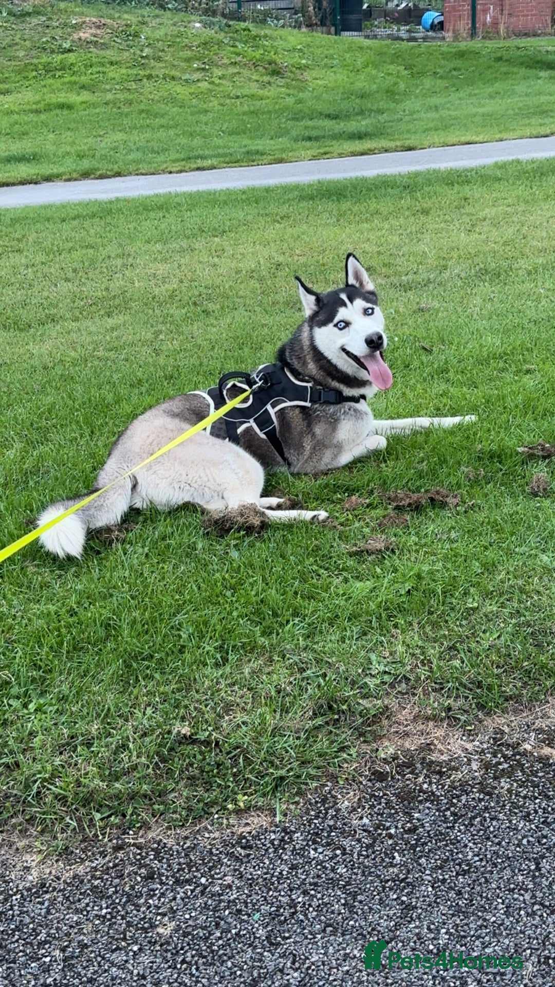 Siberian Husky dogs for sale: Purebred Siberian Husky  - Advert 3