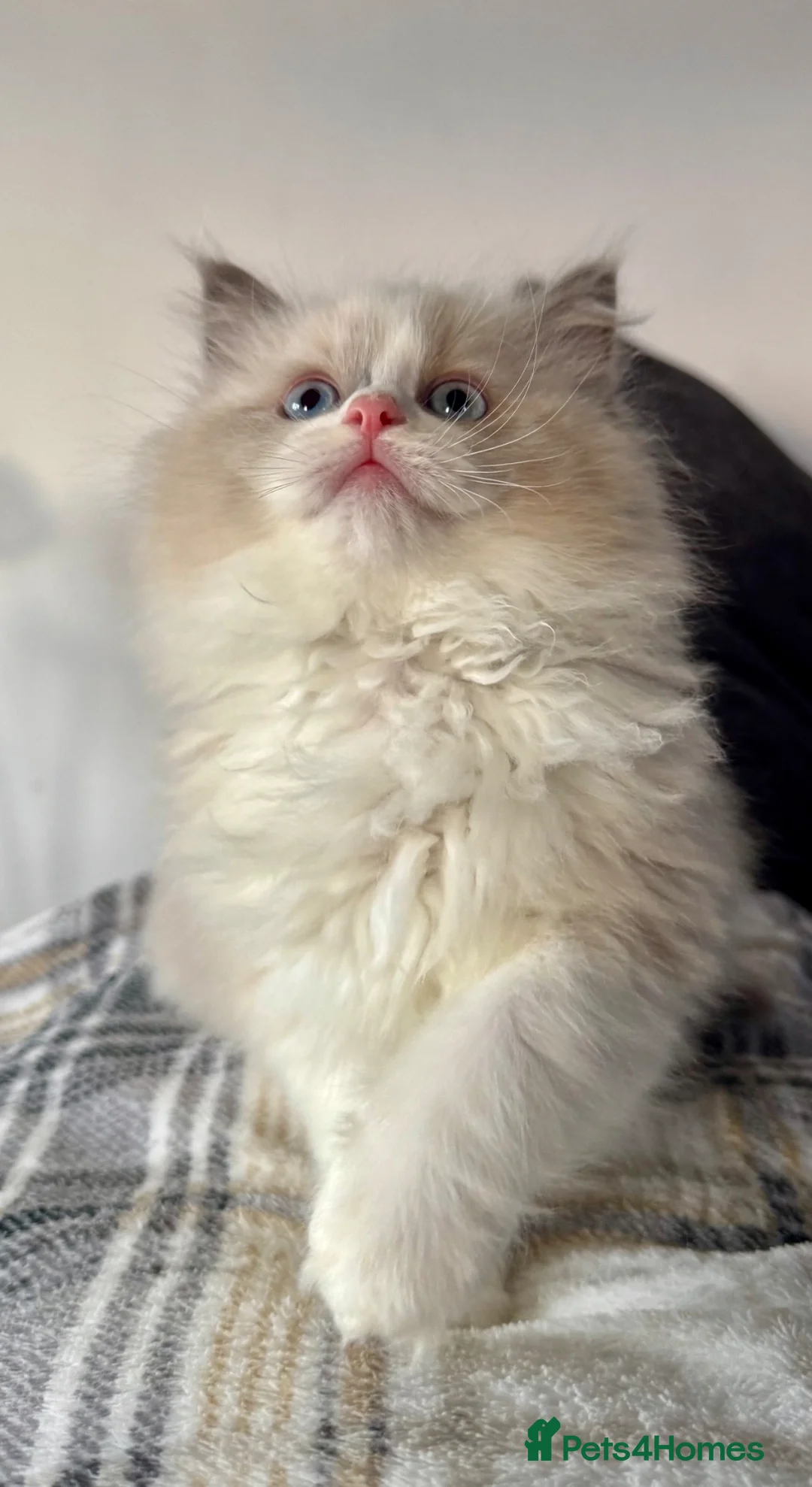 Ragdoll cats for sale: A stunning blue bicolour boy!!  - Advert 2