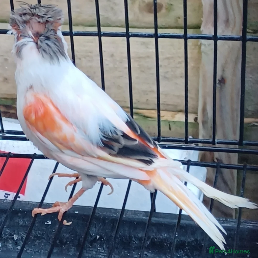 Canaries birds for sale: HARLEQUIN RED FACTOR PORTUGUESE CREASTED  - Advert 21