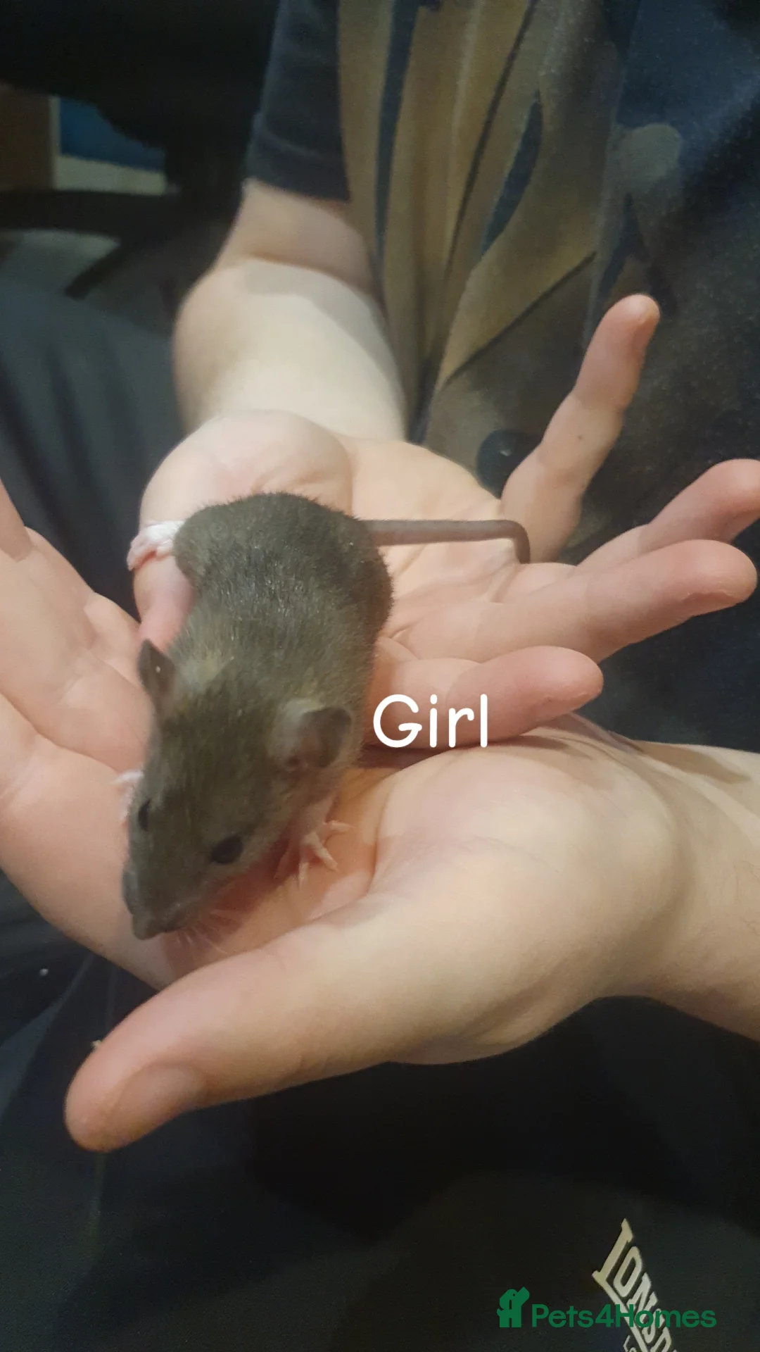 Rat rodents for sale: Confident, playful ratties! - Advert 2