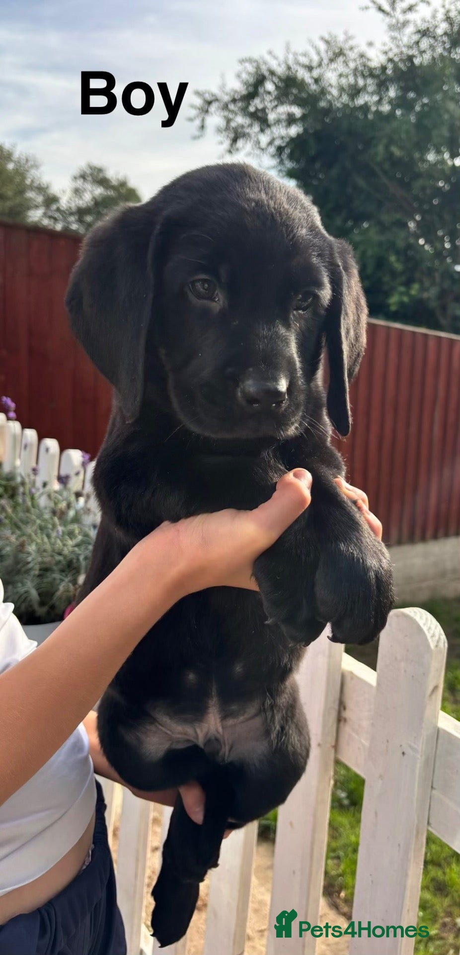 Mixed Breed dogs Beautiful Labernese Puppies READY Now - Advert 1