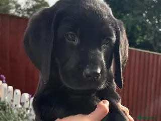 Mixed Breed dogs Beautiful Labernese Puppies READY Now - Advert 6