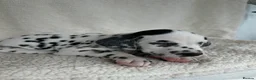 Dalmatian dogs for sale: Dalmatian Puppies  - Advert 28