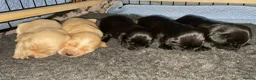 Cocker Spaniel dogs for sale: KC Registered Working Cocker Spaniel Puppies - Advert 9