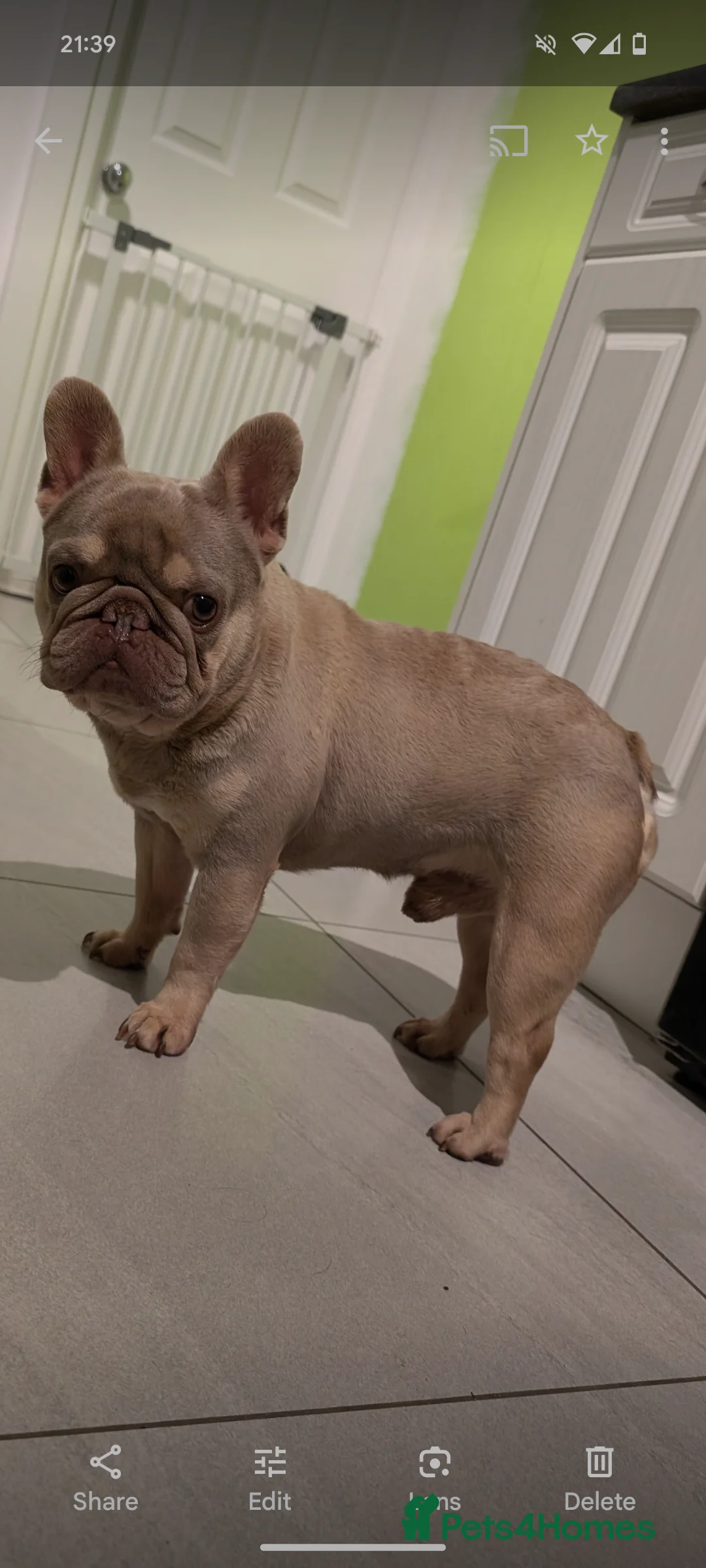 French Bulldog dogs for stud: Tiny 8kg Isabella and tan quad  - Advert 3