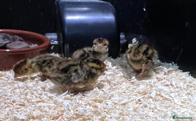 Quail poultry - Advert 12