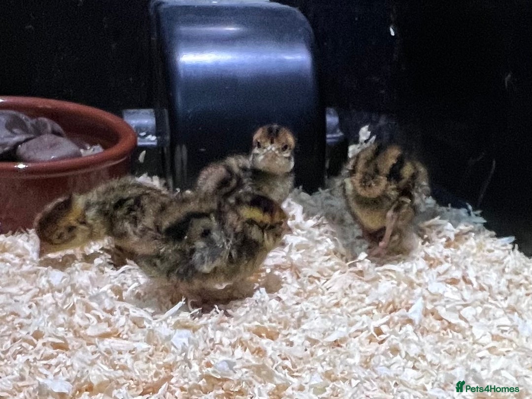 Quail poultry for sale:  Day old quail chicks  - Image 1